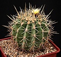Нажмите на изображение для увеличения.

Название:	Ferocactus_alamosanus_ssp_reppenhagenii_IMG_1115.jpg
Просмотров:	360
Размер:	176.5 Кб
ID:	330192