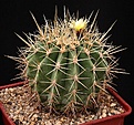 Нажмите на изображение для увеличения.

Название:	Ferocactus_alamosanus_ssp_reppenhagenii_IMG_1115.jpg
Просмотров:	325
Размер:	176.5 Кб
ID:	330192