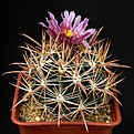 Нажмите на изображение для увеличения.

Название:	Ferocactus_fordii_IMG_1720.jpg
Просмотров:	323
Размер:	158.5 Кб
ID:	330193