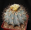 Нажмите на изображение для увеличения.

Название:	Ferocactus_glaucescens_IMG_0948.jpg
Просмотров:	310
Размер:	158.1 Кб
ID:	330194