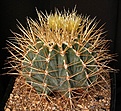 Нажмите на изображение для увеличения.

Название:	Ferocactus_glaucescens_IMG_1273.jpg
Просмотров:	337
Размер:	178.0 Кб
ID:	330195
