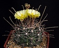 Нажмите на изображение для увеличения.

Название:	Ferocactus_hamatacanthus_SB393_IMG_6164.jpg
Просмотров:	333
Размер:	132.1 Кб
ID:	330196