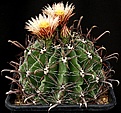 Нажмите на изображение для увеличения.

Название:	Ferocactus_horridus_IMG_7352.jpg
Просмотров:	344
Размер:	196.5 Кб
ID:	330197
