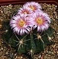 Нажмите на изображение для увеличения.

Название:	Ferocactus_macrodiscus_IMG_0768.jpg
Просмотров:	339
Размер:	150.7 Кб
ID:	330198