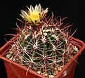 Нажмите на изображение для увеличения.

Название:	Ferocactus_viridescens_IMG_4344.jpg
Просмотров:	341
Размер:	170.4 Кб
ID:	330199