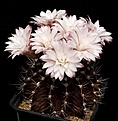Нажмите на изображение для увеличения.

Название:	Gymnocalycium_stenopleurum_IMG_3376.jpg
Просмотров:	349
Размер:	90.1 Кб
ID:	330207