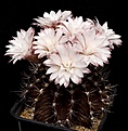 Нажмите на изображение для увеличения.

Название:	Gymnocalycium_stenopleurum_IMG_3376.jpg
Просмотров:	309
Размер:	90.1 Кб
ID:	330207