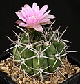 Нажмите на изображение для увеличения.

Название:	Gymnocalycium_achirasense_IMG_3868.jpg
Просмотров:	347
Размер:	146.8 Кб
ID:	330208