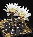 Нажмите на изображение для увеличения.

Название:	Gymnocalycium_aff_nataliae_STO868_IMG_8124.jpg
Просмотров:	351
Размер:	111.2 Кб
ID:	330209