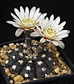 Нажмите на изображение для увеличения.

Название:	Gymnocalycium_aff_nataliae_STO868_IMG_8124.jpg
Просмотров:	311
Размер:	111.2 Кб
ID:	330209