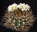 Нажмите на изображение для увеличения.

Название:	Gymnocalycium_aff_ochoterenae_IMG_6846.jpg
Просмотров:	344
Размер:	171.9 Кб
ID:	330210