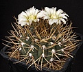 Нажмите на изображение для увеличения.

Название:	Gymnocalycium_aff_ochoterenae_IMG_6846.jpg
Просмотров:	309
Размер:	171.9 Кб
ID:	330210