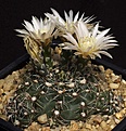 Нажмите на изображение для увеличения.

Название:	Gymnocalycium_altagraciense_STO223_IMG_4183.jpg
Просмотров:	296
Размер:	127.8 Кб
ID:	330211