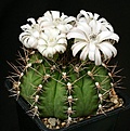 Нажмите на изображение для увеличения.

Название:	Gymnocalycium_anisitsii_STO1230_IMG_7508.jpg
Просмотров:	339
Размер:	131.5 Кб
ID:	330212