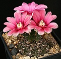 Нажмите на изображение для увеличения.

Название:	Gymnocalycium_baldianum_STO1274_IMG_5625.jpg
Просмотров:	316
Размер:	147.2 Кб
ID:	330213