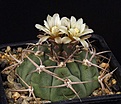 Нажмите на изображение для увеличения.

Название:	Gymnocalycium_bayrianum_GN69-164_IMG_6111.jpg
Просмотров:	301
Размер:	101.9 Кб
ID:	330214