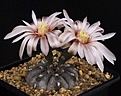 Нажмите на изображение для увеличения.

Название:	Gymnocalycium_berchtii_GN158-418_IMG_6762.jpg
Просмотров:	338
Размер:	110.9 Кб
ID:	330215