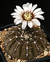 Нажмите на изображение для увеличения.

Название:	Gymnocalycium_bodenbenderianum_P76_IMG_7155.jpg
Просмотров:	341
Размер:	120.9 Кб
ID:	330216