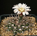 Нажмите на изображение для увеличения.

Название:	Gymnocalycium_bodenbenderianum_ssp_intertextum_IMG_8169.jpg
Просмотров:	335
Размер:	179.9 Кб
ID:	330217