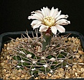 Нажмите на изображение для увеличения.

Название:	Gymnocalycium_bodenbenderianum_ssp_intertextum_IMG_8169.jpg
Просмотров:	295
Размер:	179.9 Кб
ID:	330217