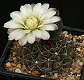 Нажмите на изображение для увеличения.

Название:	Gymnocalycium_borthii_WP167-285_IMG_4442.jpg
Просмотров:	335
Размер:	125.2 Кб
ID:	330218