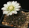 Нажмите на изображение для увеличения.

Название:	Gymnocalycium_borthii_WP167-285_IMG_4442.jpg
Просмотров:	294
Размер:	125.2 Кб
ID:	330218