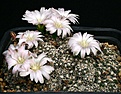 Нажмите на изображение для увеличения.

Название:	Gymnocalycium_bruchii_IMG_0852.jpg
Просмотров:	334
Размер:	140.9 Кб
ID:	330219