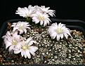 Нажмите на изображение для увеличения.

Название:	Gymnocalycium_bruchii_IMG_0852.jpg
Просмотров:	296
Размер:	140.9 Кб
ID:	330219