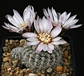 Нажмите на изображение для увеличения.

Название:	Gymnocalycium_bruchii_v_niveum_OF25-80_IMG_0426.jpg
Просмотров:	304
Размер:	134.3 Кб
ID:	330220