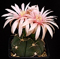 Нажмите на изображение для увеличения.

Название:	Gymnocalycium_buenekeri_RWB462_IMG_4614.jpg
Просмотров:	336
Размер:	109.5 Кб
ID:	330221