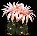 Нажмите на изображение для увеличения.

Название:	Gymnocalycium_buenekeri_RWB462_IMG_4614.jpg
Просмотров:	301
Размер:	109.5 Кб
ID:	330221