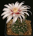 Нажмите на изображение для увеличения.

Название:	Gymnocalycium_calochlorum_v_proliferum_P109_IMG_4407.jpg
Просмотров:	343
Размер:	124.2 Кб
ID:	330222