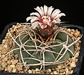 Нажмите на изображение для увеличения.

Название:	Gymnocalycium_cardenasianum_IMG_4654.jpg
Просмотров:	301
Размер:	154.8 Кб
ID:	330223