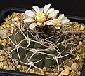 Нажмите на изображение для увеличения.

Название:	Gymnocalycium_castellanosii_BKS78_IMG_6876.jpg
Просмотров:	299
Размер:	161.9 Кб
ID:	330224