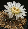 Нажмите на изображение для увеличения.

Название:	Gymnocalycium_chubutense_WP132-187_IMG_3874.jpg
Просмотров:	303
Размер:	127.3 Кб
ID:	330225