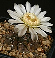 Нажмите на изображение для увеличения.

Название:	Gymnocalycium_chubutense_WP132-187_IMG_3874.jpg
Просмотров:	267
Размер:	127.3 Кб
ID:	330225