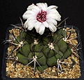 Нажмите на изображение для увеличения.

Название:	Gymnocalycium_comarapense_STO924_IMG_3383.jpg
Просмотров:	276
Размер:	127.8 Кб
ID:	330226