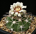 Нажмите на изображение для увеличения.

Название:	Gymnocalycium_curvispinum_Portezuelo_IMG_5652.jpg
Просмотров:	301
Размер:	147.7 Кб
ID:	330227