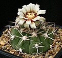 Нажмите на изображение для увеличения.

Название:	Gymnocalycium_curvispinum_Portezuelo_IMG_5652.jpg
Просмотров:	263
Размер:	147.7 Кб
ID:	330227