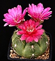 Нажмите на изображение для увеличения.

Название:	Gymnocalycium_denudatum_cv_JanSuba_IMG_6646.jpg
Просмотров:	281
Размер:	121.1 Кб
ID:	330228