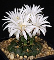 Нажмите на изображение для увеличения.

Название:	Gymnocalycium_denudatum_ssp_angualtum_GF304_IMG_62702.jpg
Просмотров:	306
Размер:	105.1 Кб
ID:	330229