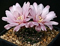 Нажмите на изображение для увеличения.

Название:	Gymnocalycium_erinaceum_STO390_IMG_0976.jpg
Просмотров:	276
Размер:	96.7 Кб
ID:	330230