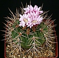 Нажмите на изображение для увеличения.

Название:	Gymnocalycium_eurypleurum_FR1178_IMG_2429.jpg
Просмотров:	276
Размер:	142.3 Кб
ID:	330231