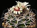 Нажмите на изображение для увеличения.

Название:	Gymnocalycium_ferox_v_ferocior_STO866_IMG_5637.jpg
Просмотров:	320
Размер:	144.0 Кб
ID:	330232