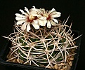 Нажмите на изображение для увеличения.

Название:	Gymnocalycium_ferox_v_ferocior_IMG_6294.jpg
Просмотров:	307
Размер:	132.6 Кб
ID:	330233