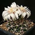 Нажмите на изображение для увеличения.

Название:	Gymnocalycium_fischeri_ssp_suyuquense_VS8_IMG_7128.jpg
Просмотров:	273
Размер:	138.2 Кб
ID:	330234