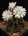 Нажмите на изображение для увеличения.

Название:	Gymnocalycium_friedrichii_v_moserianum_LB2203_IMG_5675.jpg
Просмотров:	307
Размер:	89.3 Кб
ID:	330235