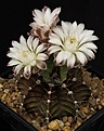 Нажмите на изображение для увеличения.

Название:	Gymnocalycium_friedrichii_v_moserianum_LB2203_IMG_5675.jpg
Просмотров:	267
Размер:	89.3 Кб
ID:	330235