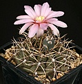 Нажмите на изображение для увеличения.

Название:	Gymnocalycium_gibbosum_IMG_3864.jpg
Просмотров:	269
Размер:	149.7 Кб
ID:	330236