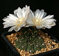 Нажмите на изображение для увеличения.

Название:	Gymnocalycium_gibbosum_v_nigrum_IMG_2667.jpg
Просмотров:	298
Размер:	108.7 Кб
ID:	330237